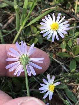 Image of Lawn American-Aster