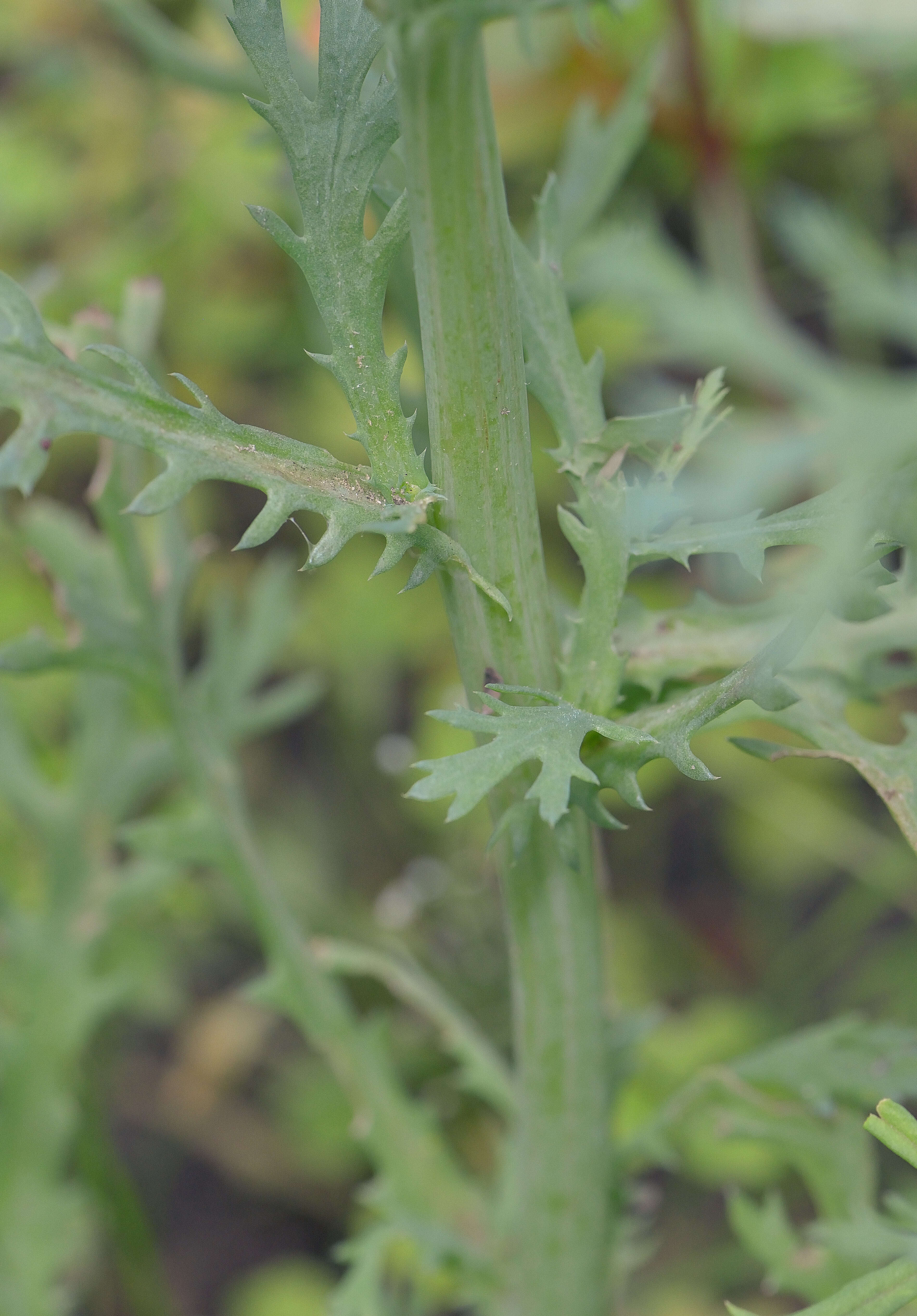 Image of corndaisy