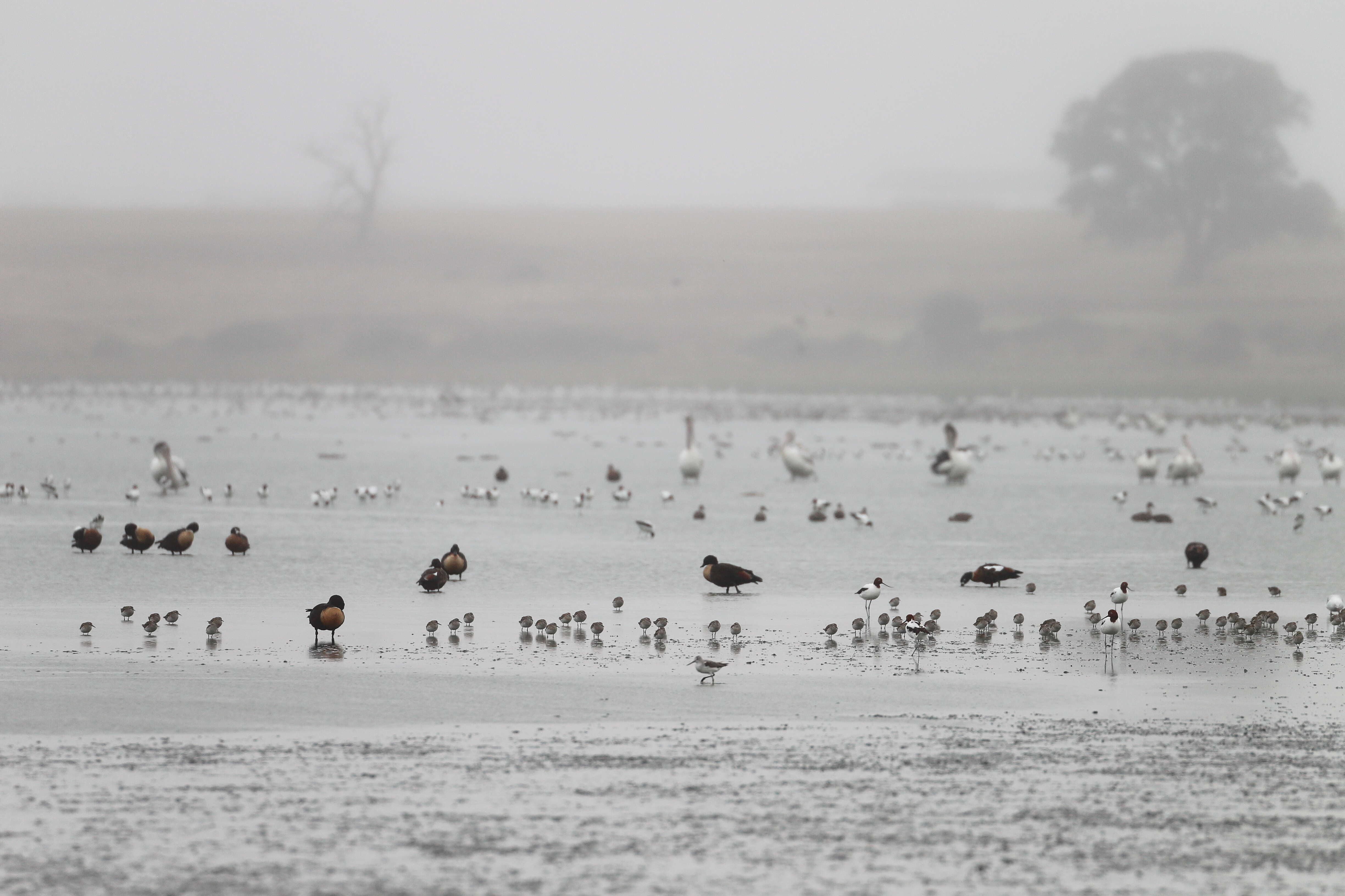 Image of Australian Red-necked Avocet