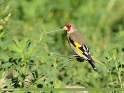 Image of European Goldfinch