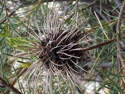 Image of Banksia violacea C. A. Gardner