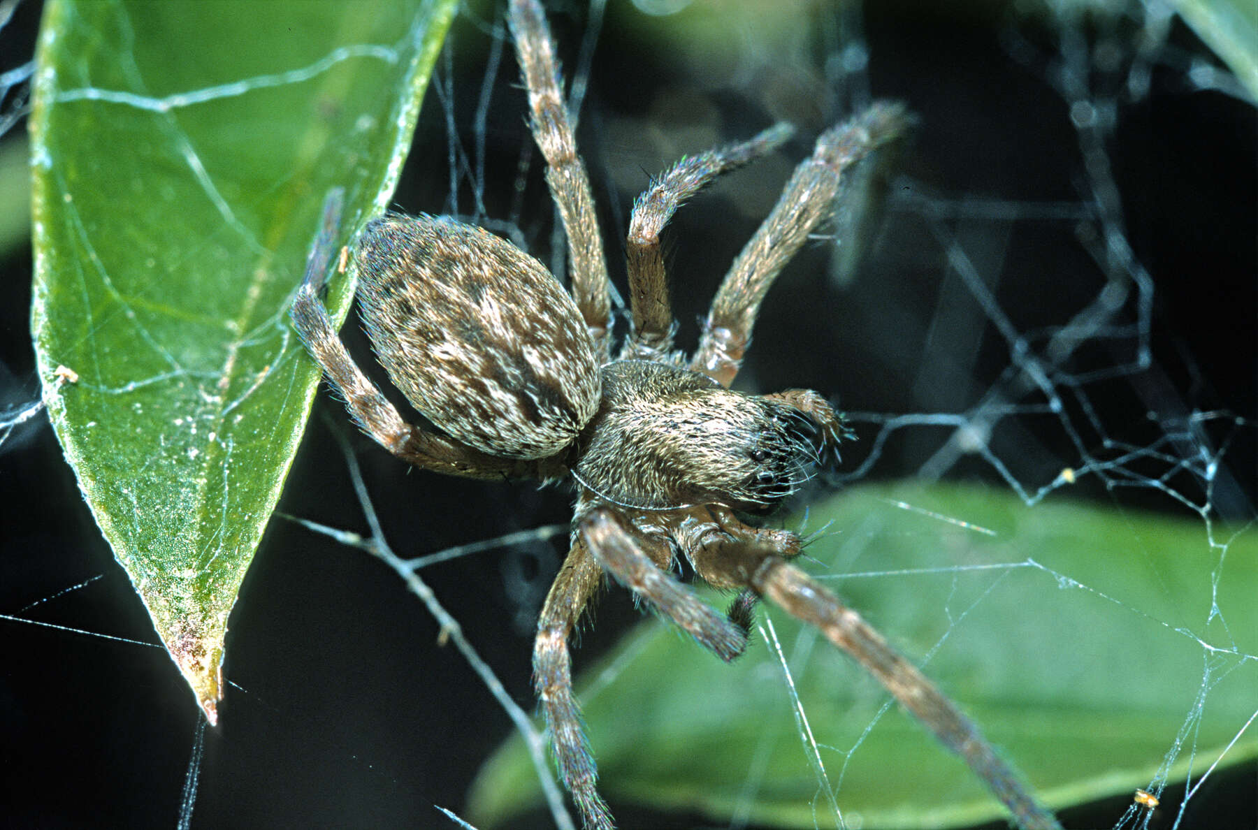 Image of Desid spider