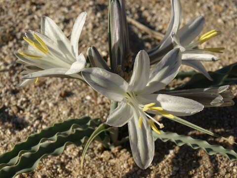 Image de Hesperocallis