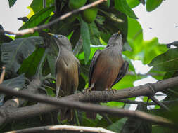 Image of Chestnut-tailed Starling