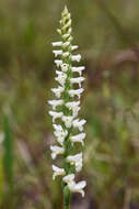 Spiranthes magnicamporum Sheviak的圖片