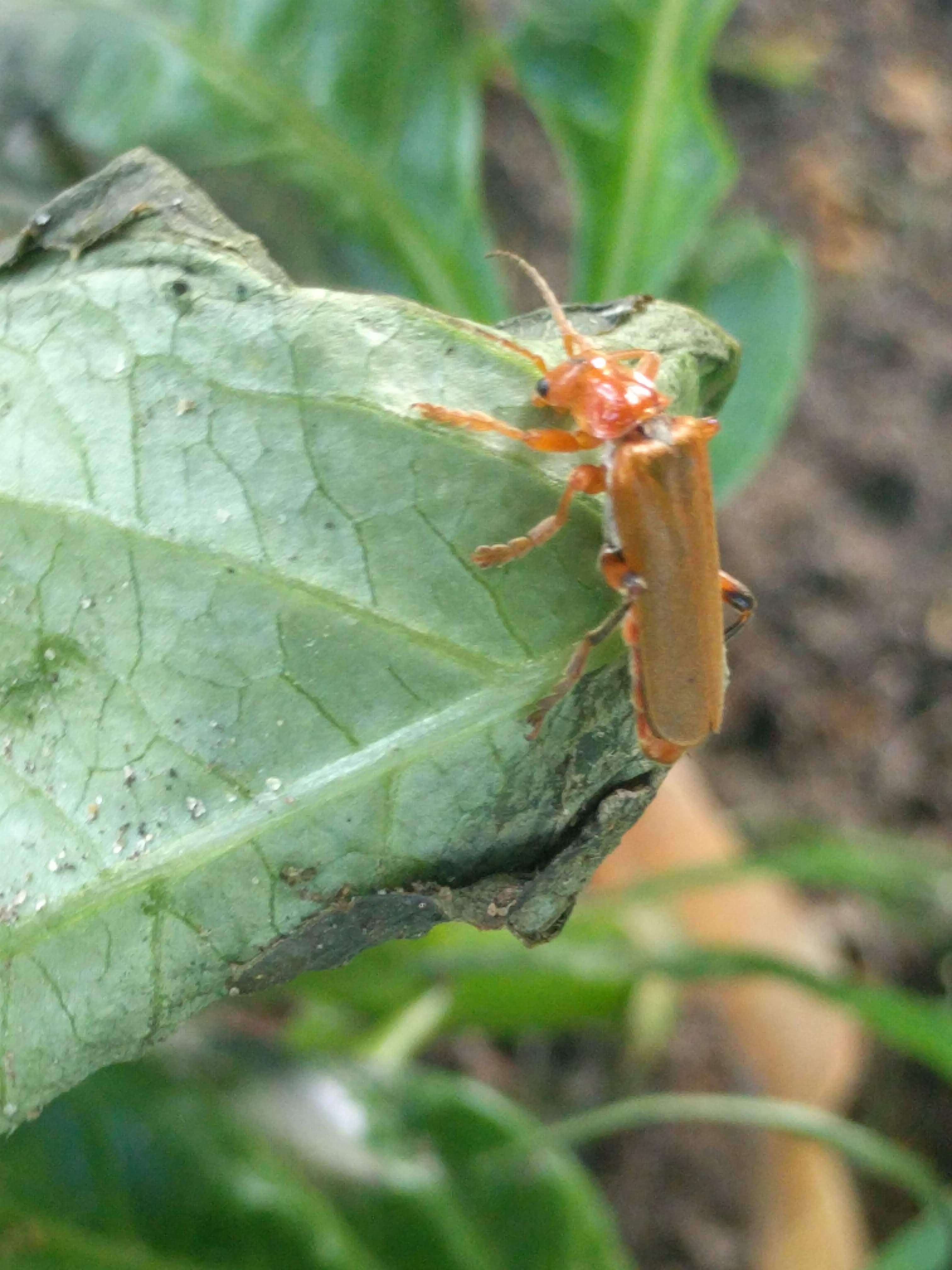 Imagem de Cantharis livida