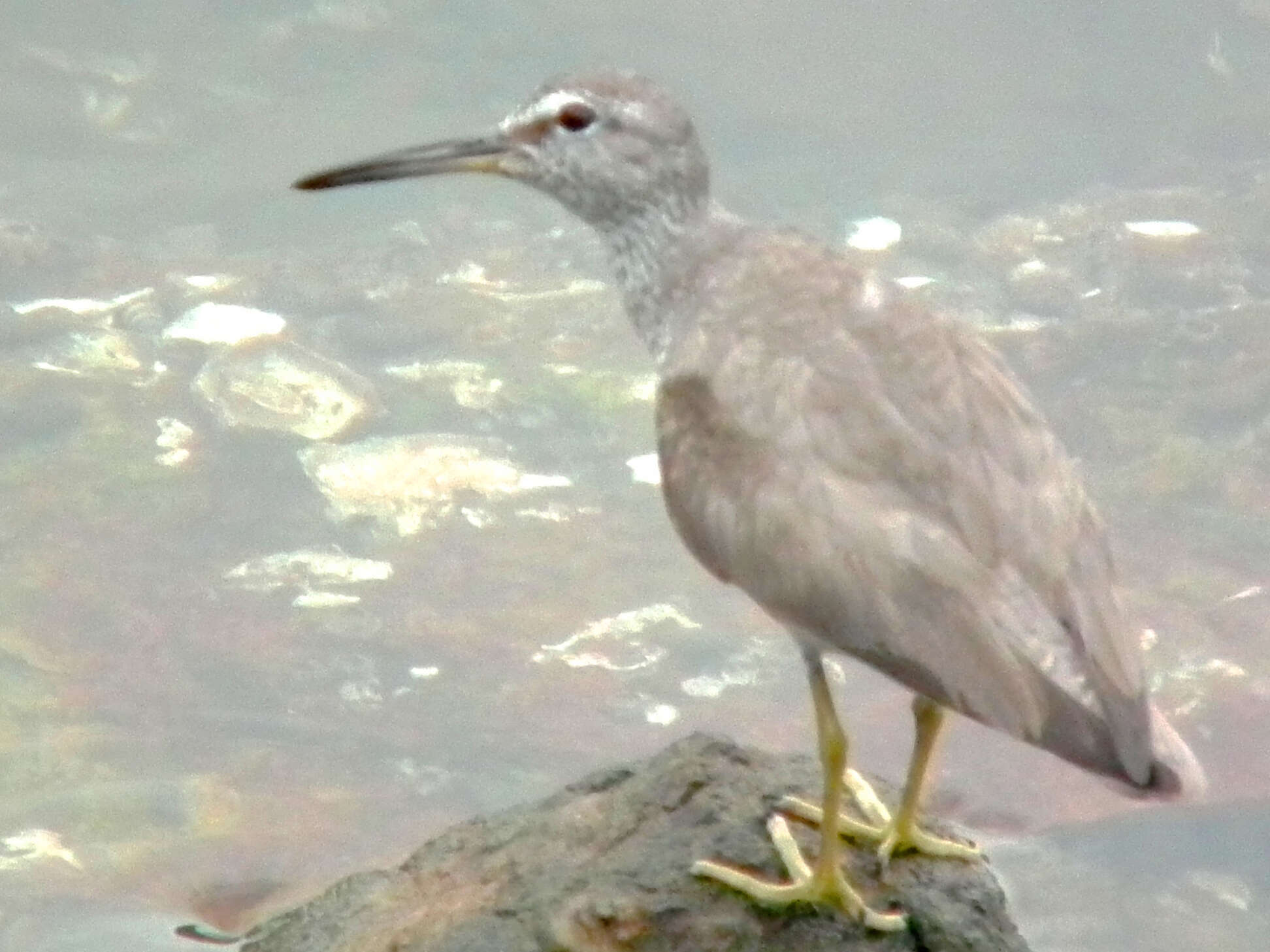 Image of Gray-tailed Tattler