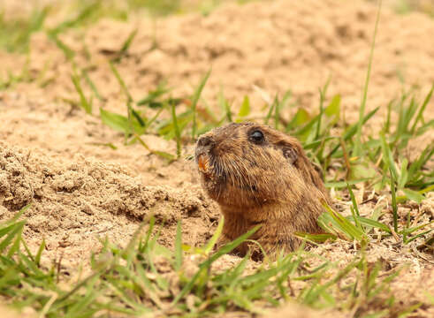 Imagem de Tuco-tuco