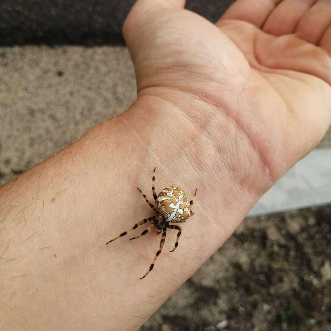 Image of Garden spider