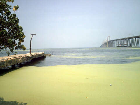 Image of little duckweed