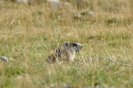 Image of Marmot