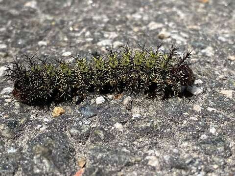 Image of Buck Moth