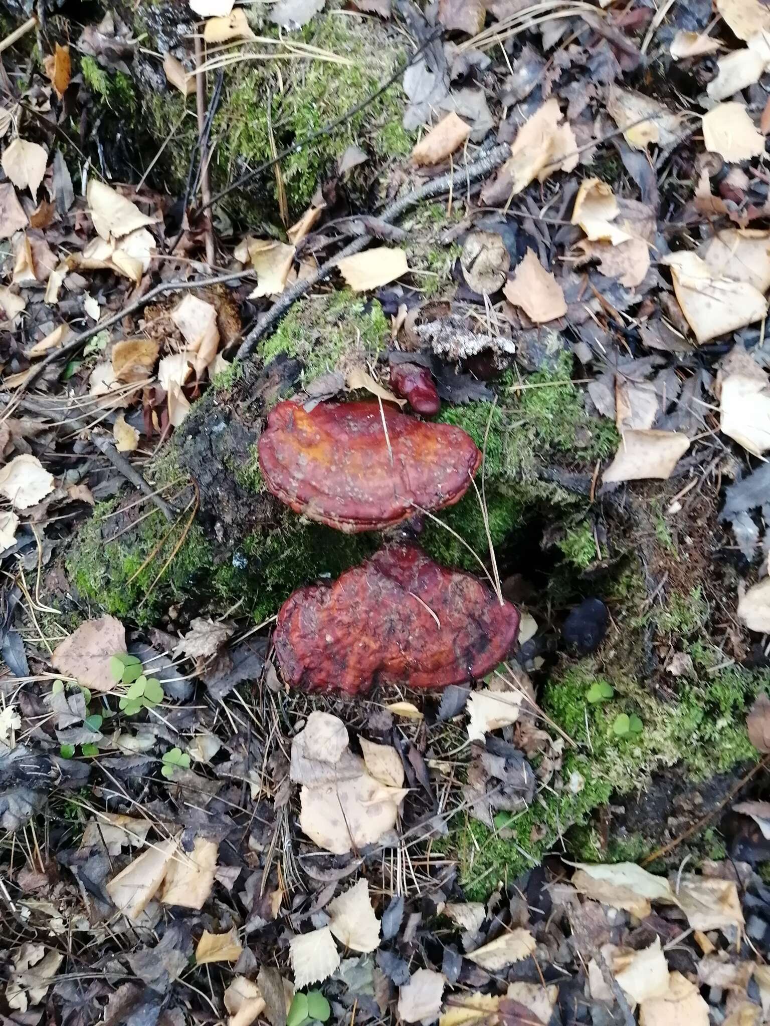 Image of lingzhi mushroom