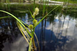 Image of Floating Bur-reed