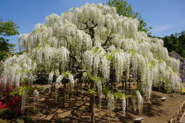 Plancia ëd Wisteria floribunda (Willd.) DC.