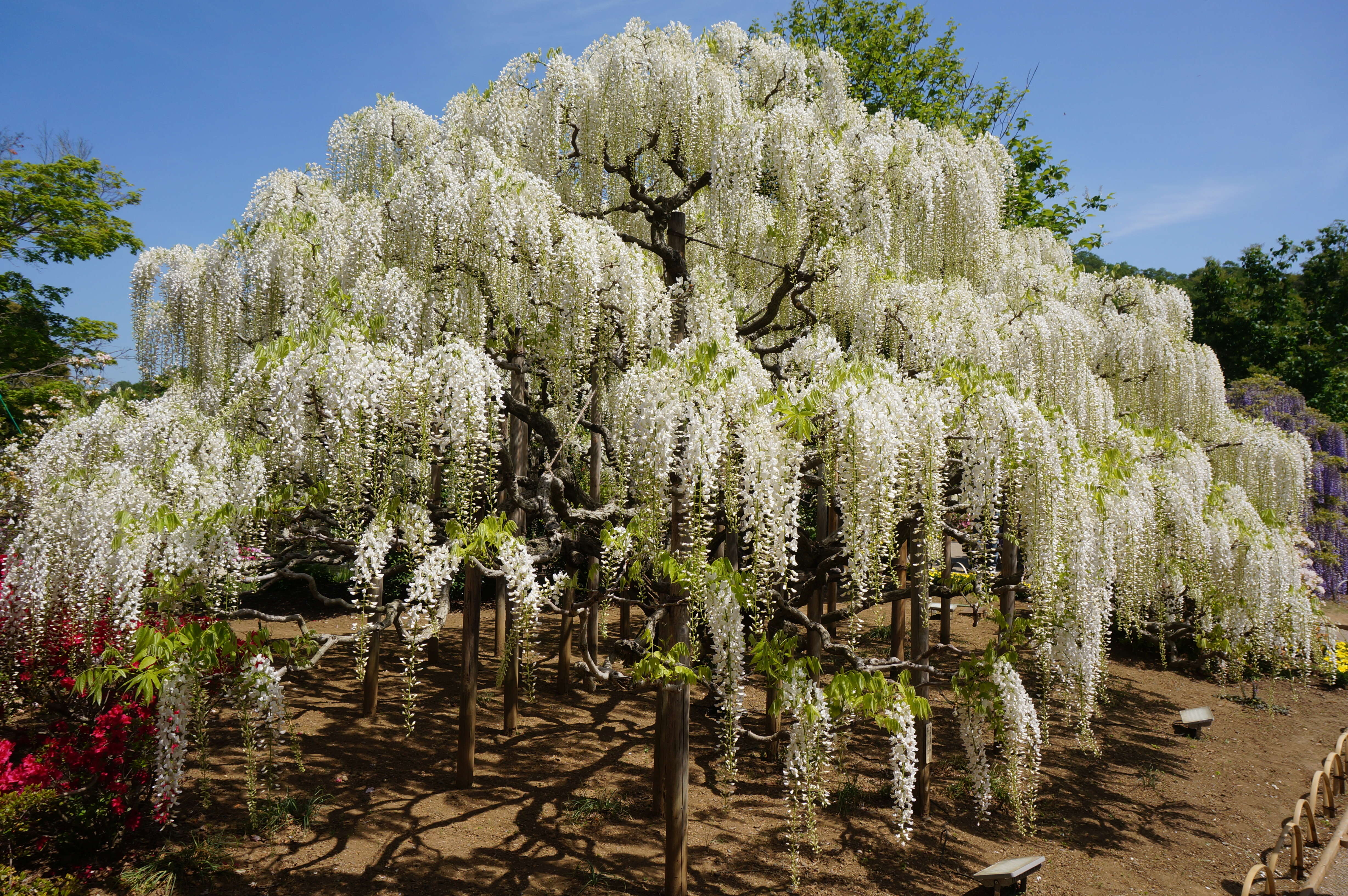 Plancia ëd Wisteria floribunda (Willd.) DC.