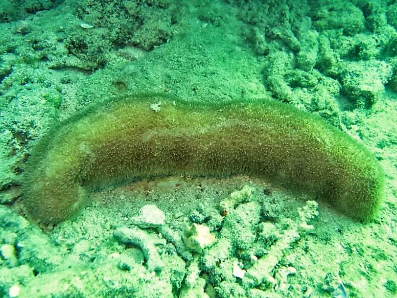 Image of mole coral
