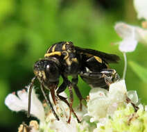 Image of Triepeolus simplex Robertson 1903