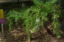 Слика од Daucus edulis (Lowe) Wojew., Reduron, Banasiak & Spalik