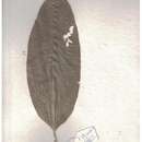 Image of Strombosia ceylanica Gardn.