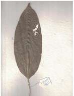 Image of Strombosia ceylanica Gardn.