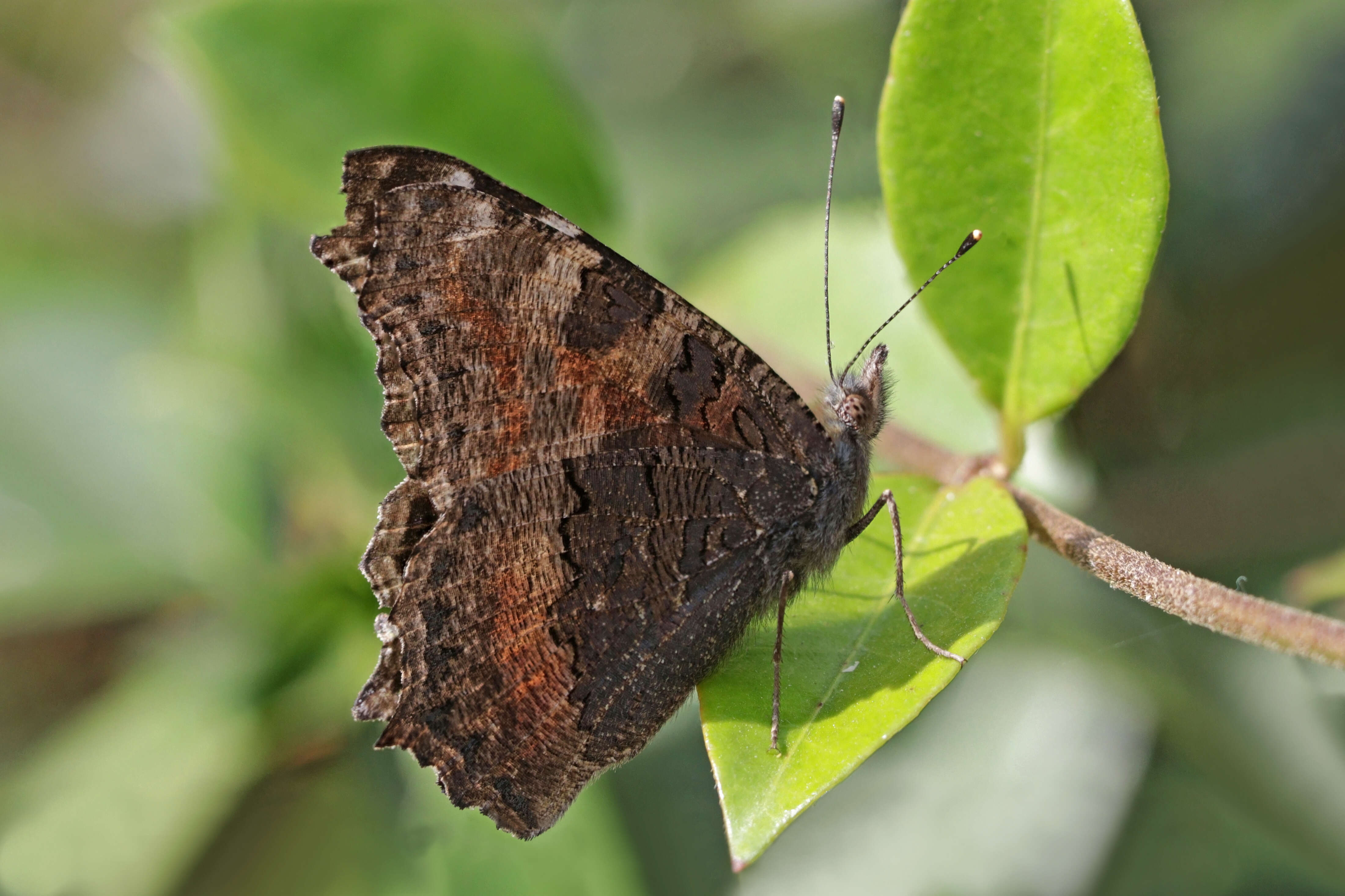 Image of Aglais caschmirensis