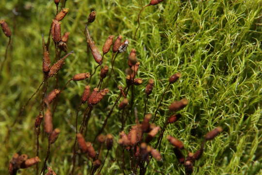 Image of distichium moss