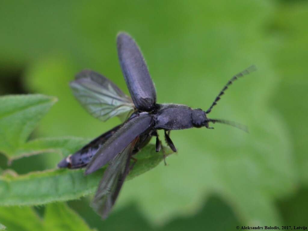 Image of Hemicrepidius niger