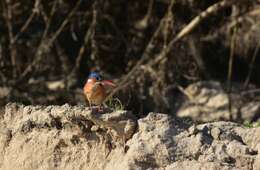 Image of Alcedo cristata