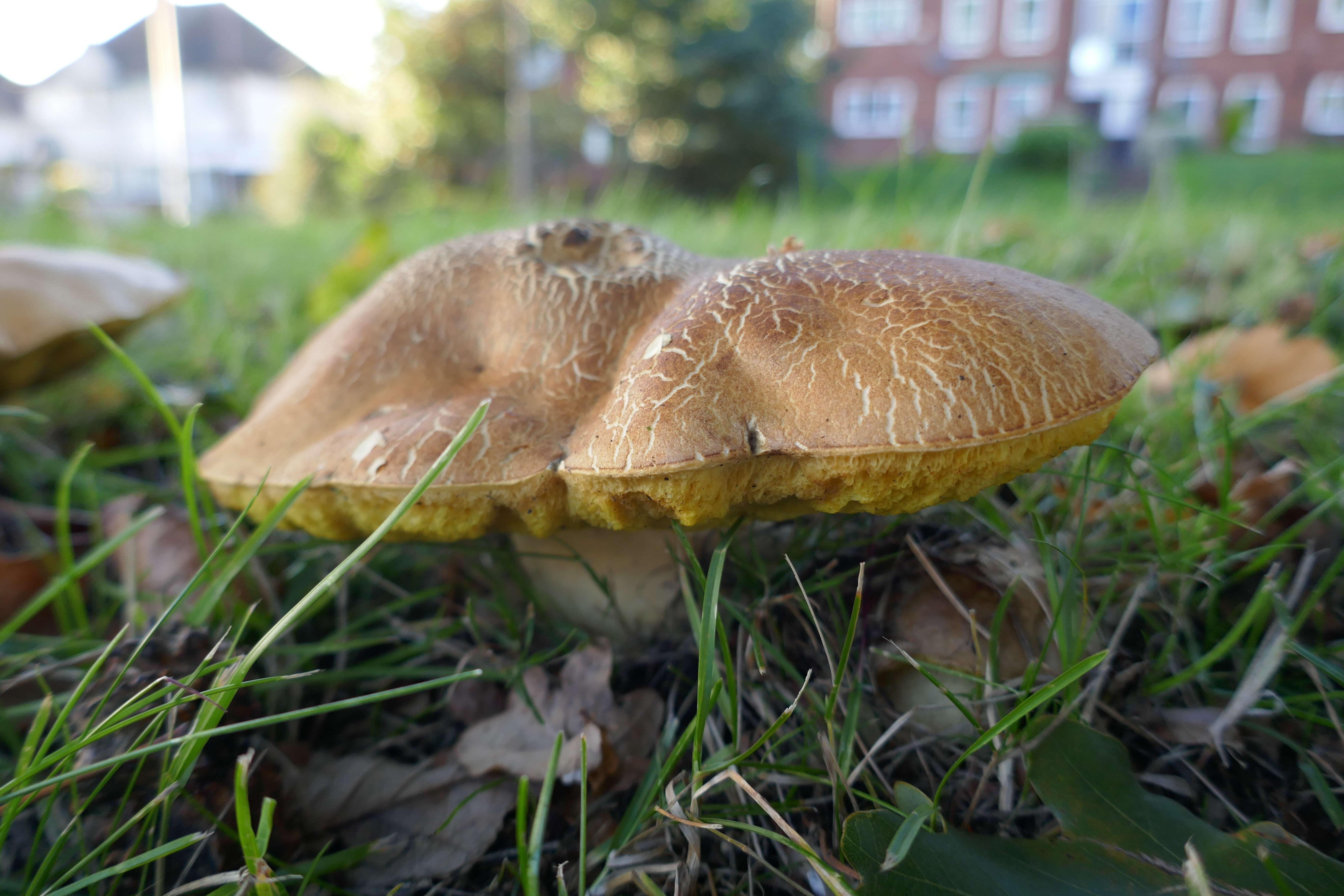 Image of Iodine bolete