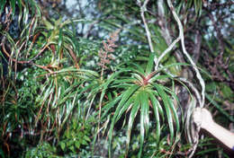 Image of Dracophyllum latifolium A. Cunn.