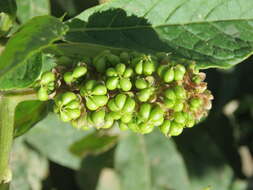 Image of Phytolacca acinosa Roxb.