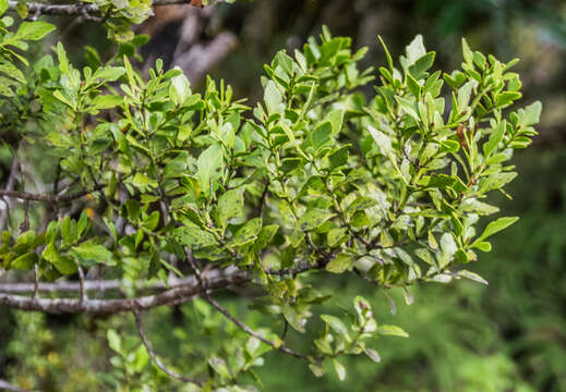 Image de Phyllocladus trichomanoides var. alpinus (Hook. fil.) Parl.