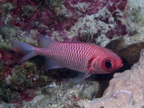 Image of Blacktip Soldierfish