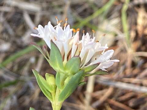 Image of Pimelea ciliata B. L. Rye