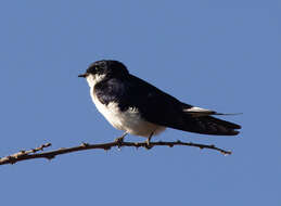 Image of White-tailed Swallow