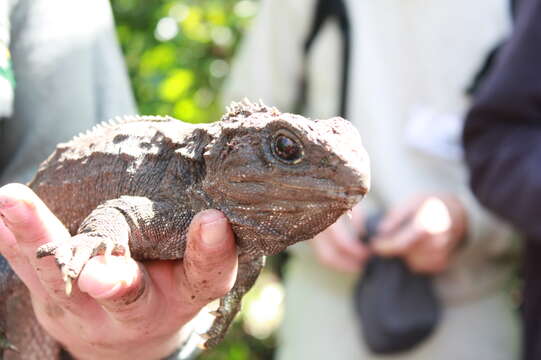 Image of Cook Strait Tuatara