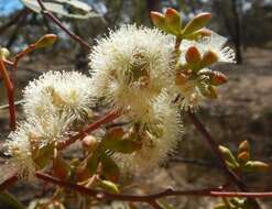 Image of Eucalyptus microcarpa (Maiden) Maiden