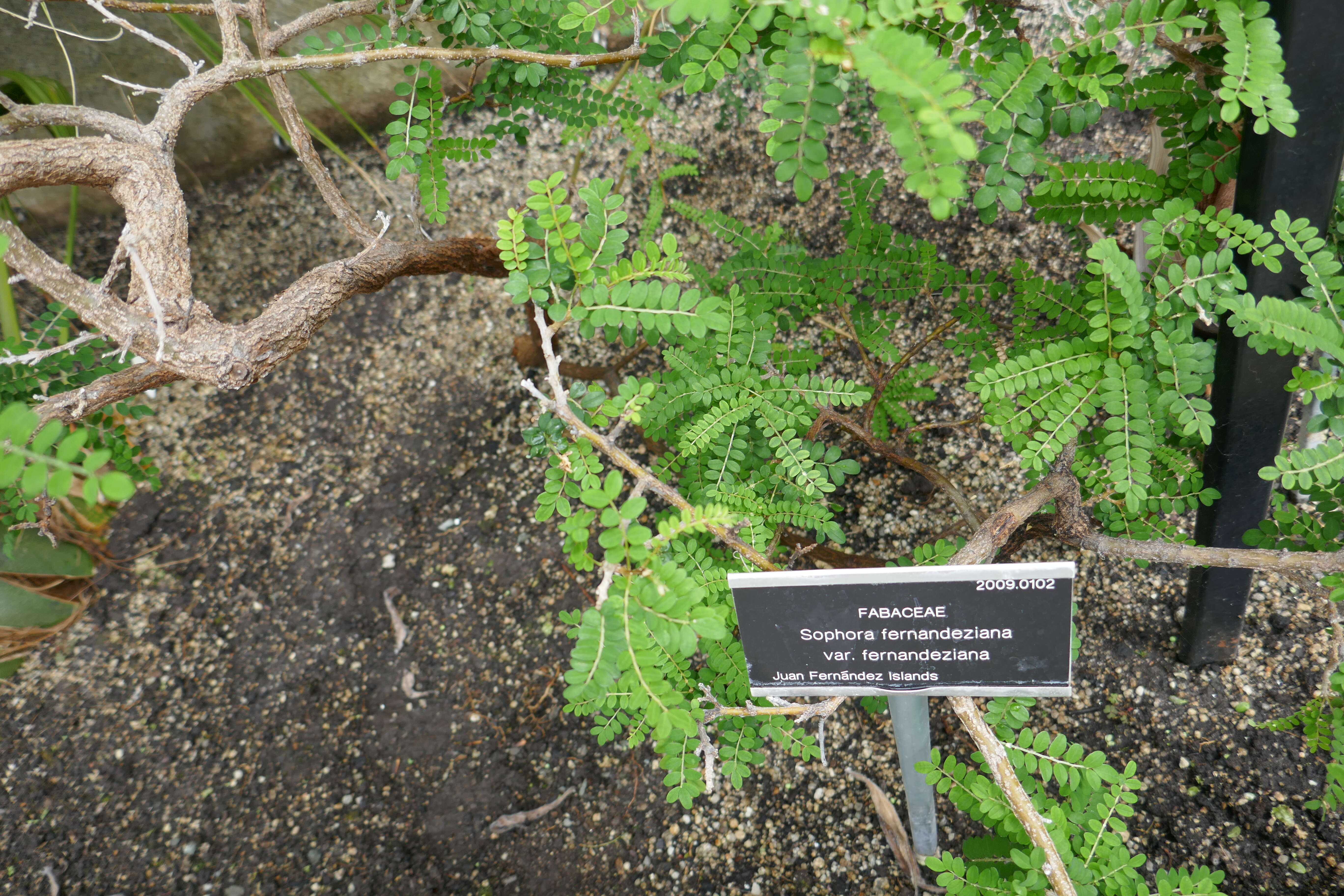 Слика од Sophora fernandeziana Skottsb.