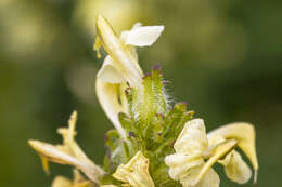 Image of Lousewort