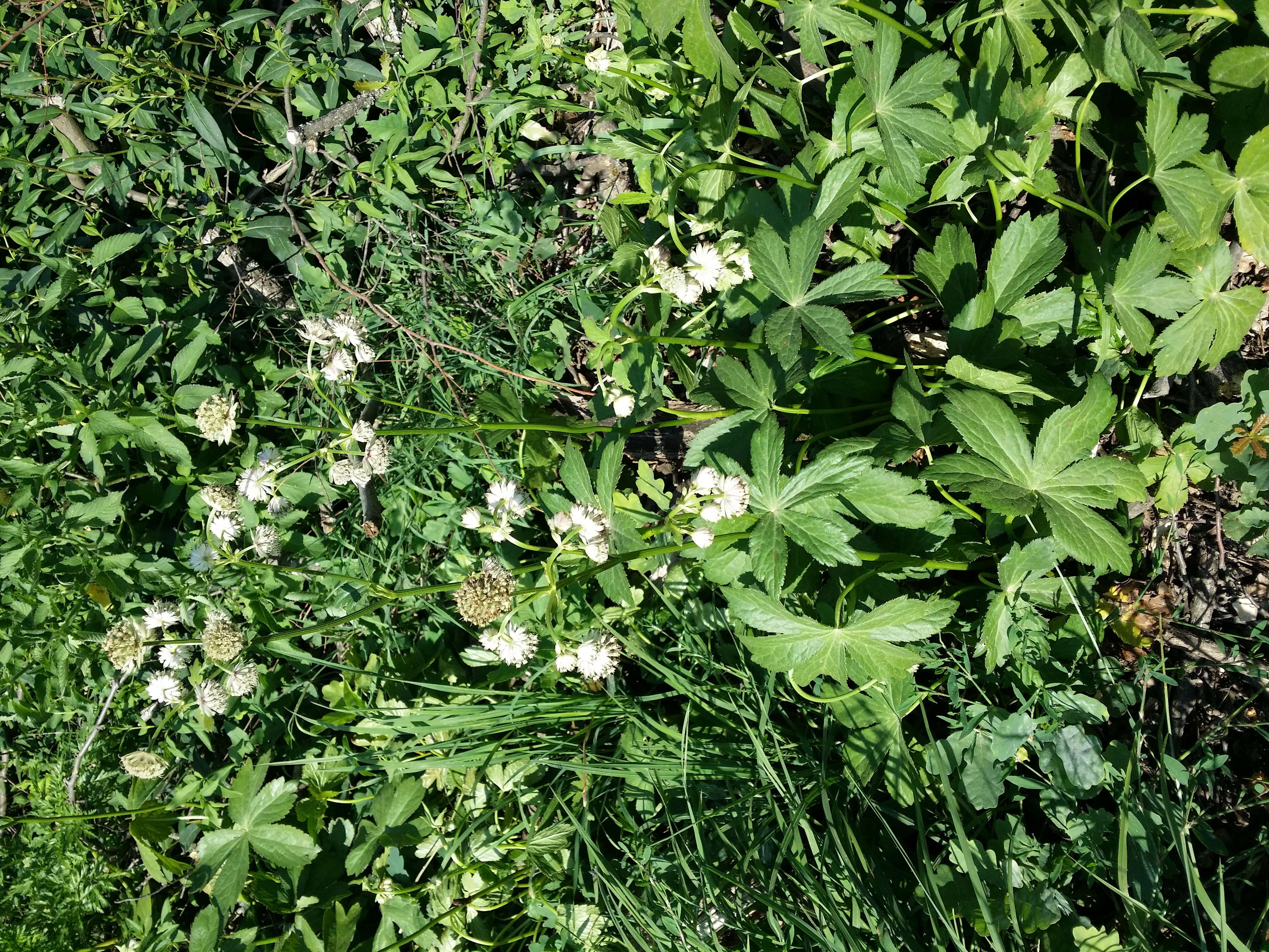 Imagem de Astrantia major L.