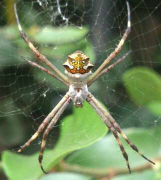 Image of Silver Argiope