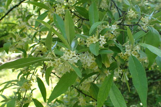 Image of autumn olive