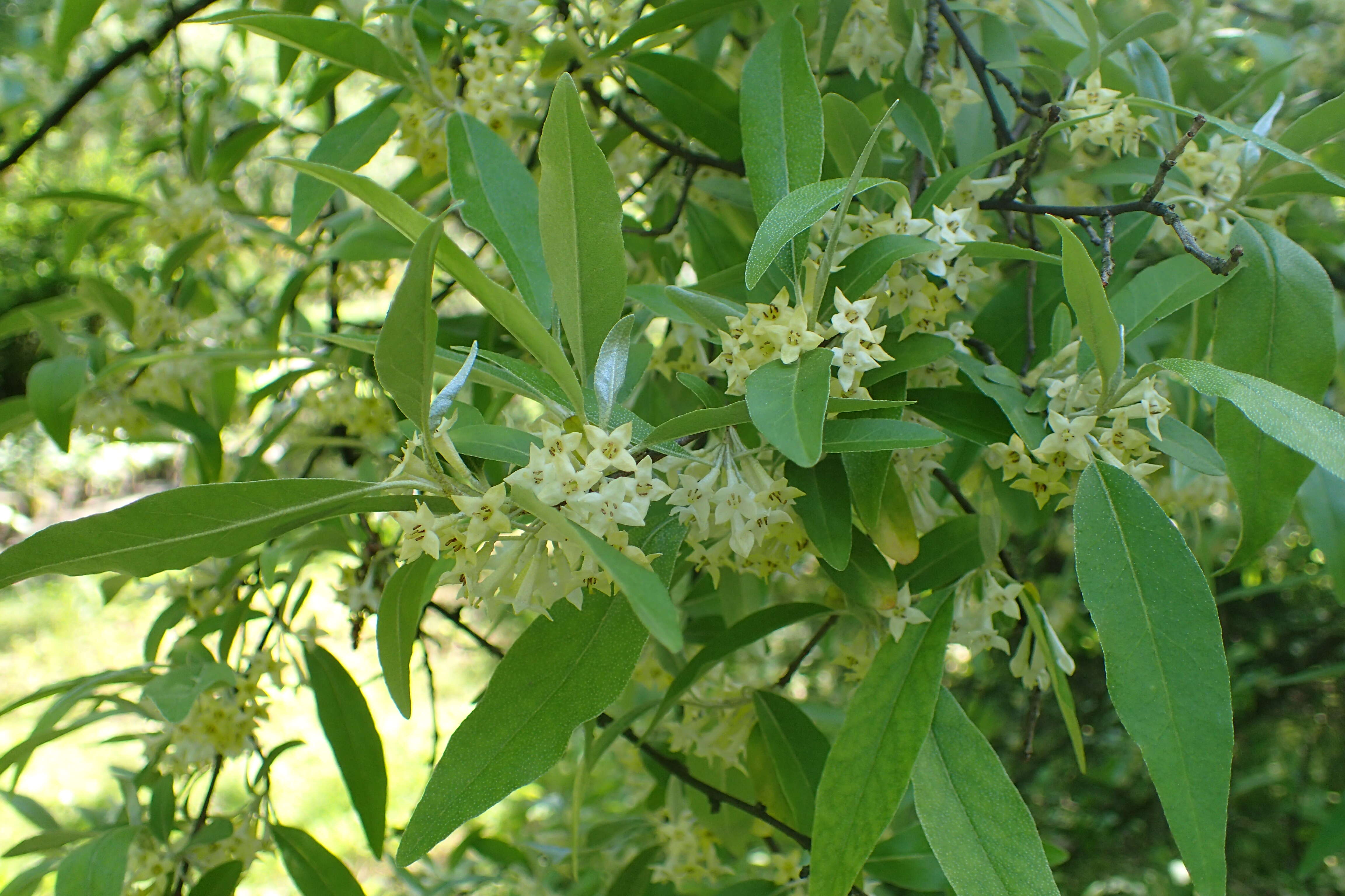 Image of autumn olive