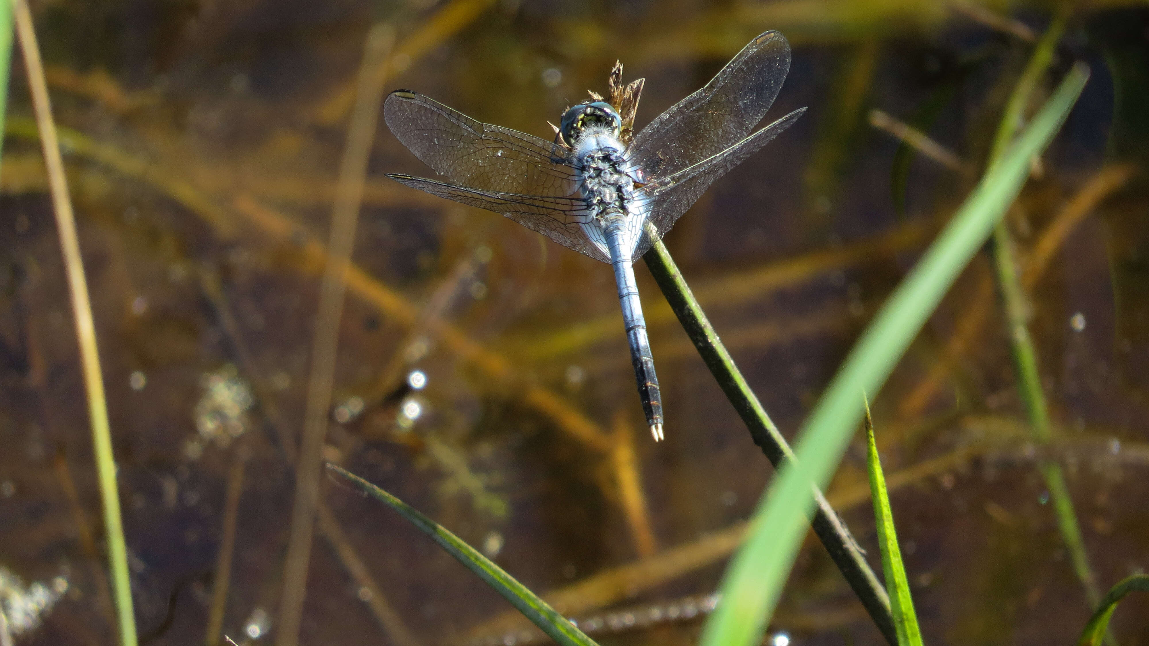 Image of Diplacodes trivialis (Rambur 1842)