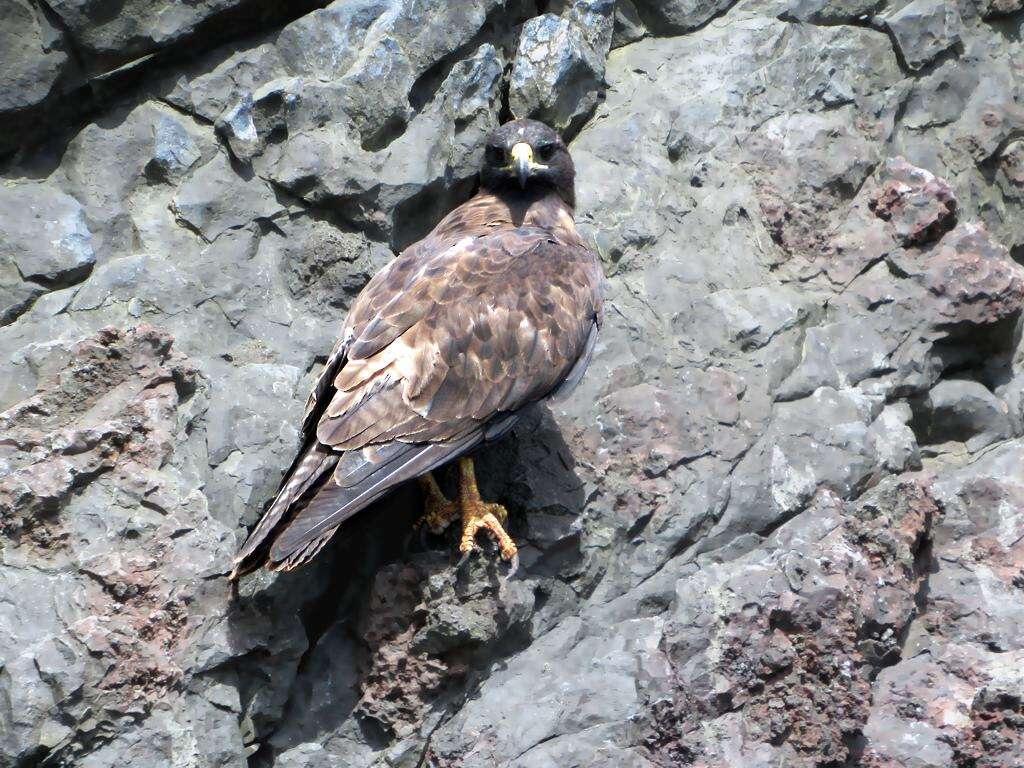 Image of Galapagos Hawk