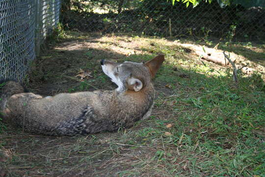 Image of Red wolf