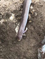 Image of two-legged worm lizards