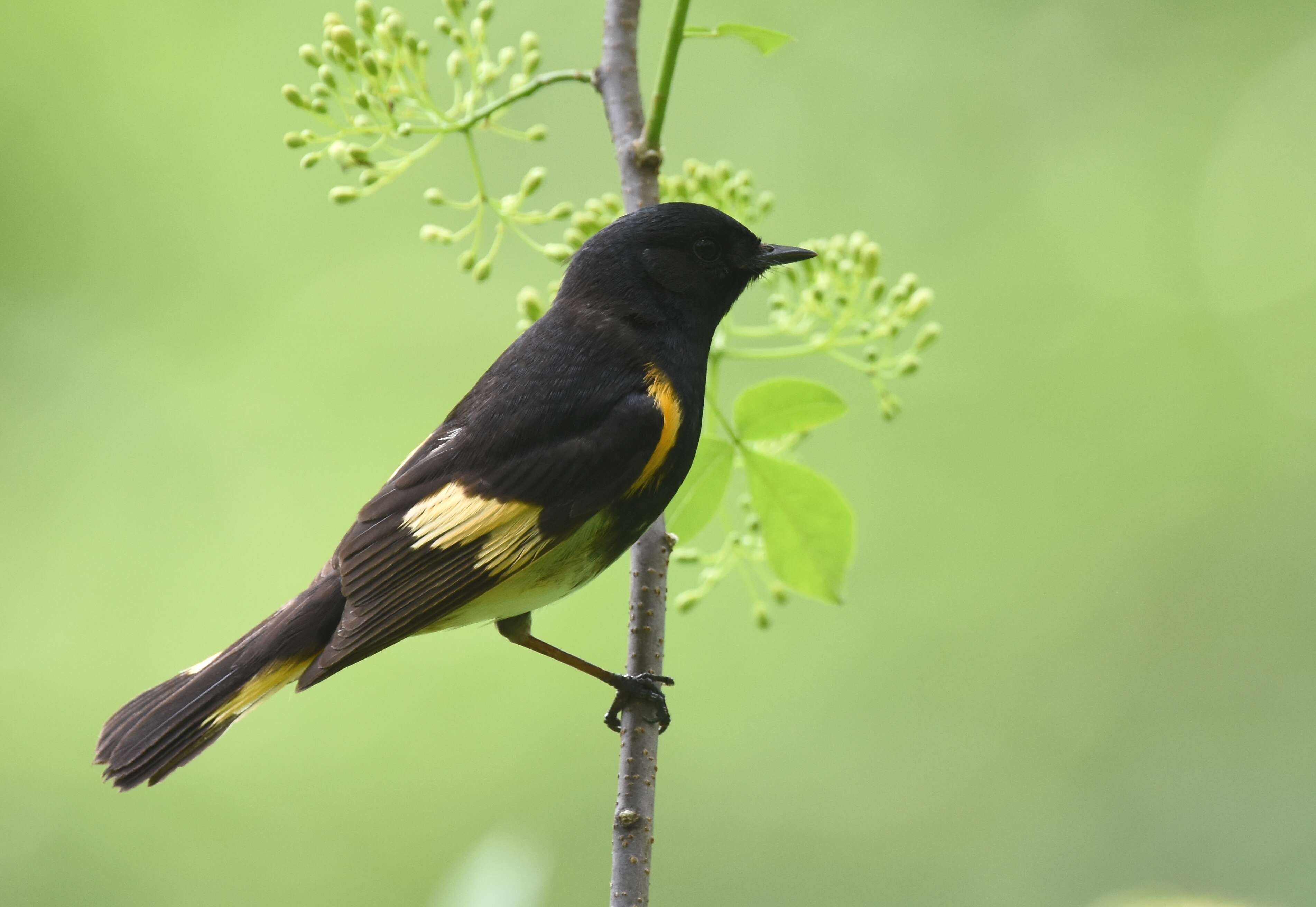 Image of American Redstart