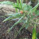 Imagem de Columnea crassifolia Brongn. ex Lem.